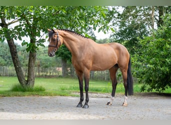 Sang-chaud suédois, Jument, 8 Ans, 166 cm, Bai