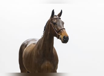 Sang-chaud suédois, Jument, 9 Ans, 164 cm