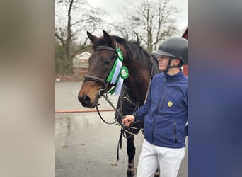 Sang-chaud suédois, Jument, 9 Ans, 165 cm, Bai brun