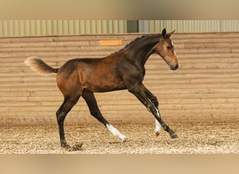 Sang-chaud suédois, Jument, Poulain (05/2026), Bai