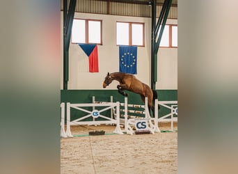 Sang-chaud tchèque, Étalon, 3 Ans, 170 cm, Bai