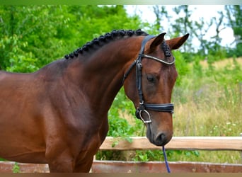 Sang-chaud tchèque, Étalon, 4 Ans, 166 cm, Bai