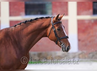 Sang-chaud tchèque, Étalon, 6 Ans, 170 cm, Bai