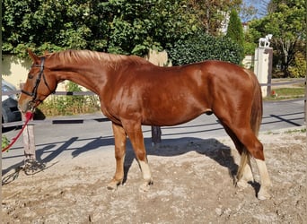 Sang-chaud tchèque, Hongre, 10 Ans, 167 cm