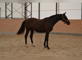 Sang-chaud tchèque, Hongre, 2 Ans, Noir