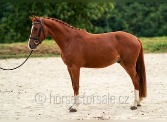 Sang-chaud tchèque, Hongre, 3 Ans, 162 cm, Alezan