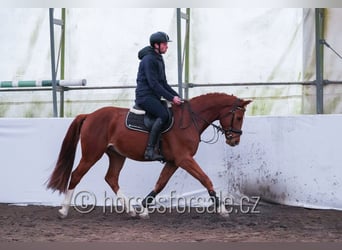Sang-chaud tchèque, Hongre, 3 Ans, 162 cm, Alezan