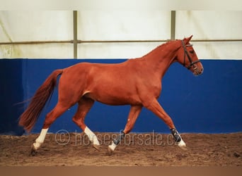 Sang-chaud tchèque, Hongre, 3 Ans, 162 cm, Alezan