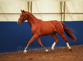 Sang-chaud tchèque, Hongre, 3 Ans, 162 cm, Alezan