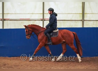 Sang-chaud tchèque, Hongre, 3 Ans, 162 cm, Alezan