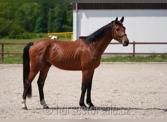 Sang-chaud tchèque, Hongre, 3 Ans, 166 cm, Bai