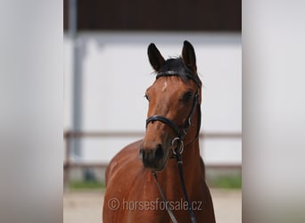 Sang-chaud tchèque, Hongre, 3 Ans, 166 cm, Bai