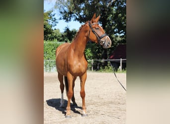 Sang-chaud tchèque, Hongre, 3 Ans, 168 cm, Alezan