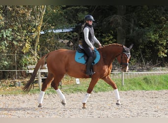 Sang-chaud tchèque, Hongre, 3 Ans, 168 cm, Alezan