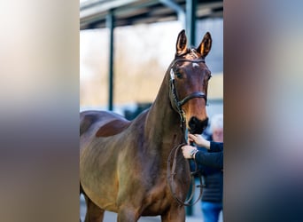 Sang-chaud tchèque, Hongre, 3 Ans, 172 cm, Bai cerise