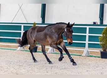 Sang-chaud tchèque, Hongre, 3 Ans, 172 cm, Bai cerise