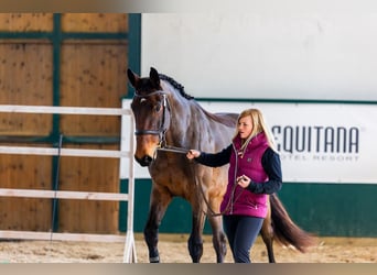 Sang-chaud tchèque, Hongre, 3 Ans, 172 cm, Bai cerise