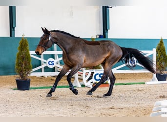 Sang-chaud tchèque, Hongre, 3 Ans, 172 cm, Bai cerise