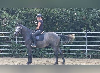 Sang-chaud tchèque, Hongre, 4 Ans, 160 cm, Gris pommelé