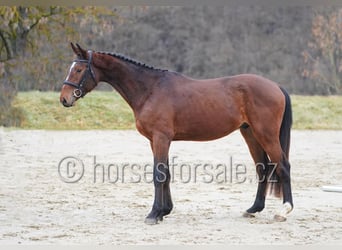 Sang-chaud tchèque, Hongre, 4 Ans, 162 cm, Bai