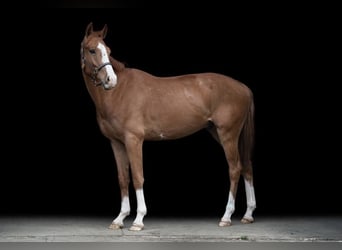 Sang-chaud tchèque, Hongre, 4 Ans, 164 cm, Alezan brûlé