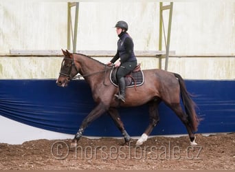 Sang-chaud tchèque, Hongre, 4 Ans, 165 cm, Alezan brûlé