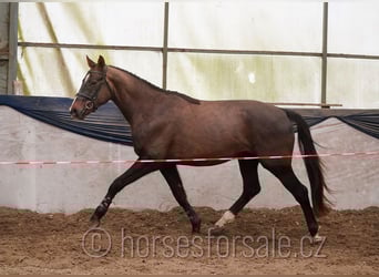 Sang-chaud tchèque, Hongre, 4 Ans, 165 cm, Alezan brûlé
