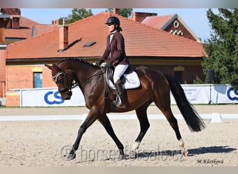 Sang-chaud tchèque, Hongre, 4 Ans, 167 cm, Bai