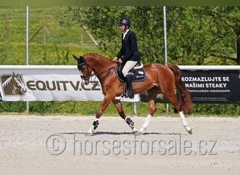 Sang-chaud tchèque, Hongre, 4 Ans, 168 cm, Alezan