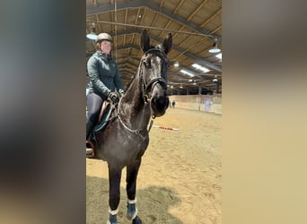 Sang-chaud tchèque, Hongre, 4 Ans, 178 cm, Noir