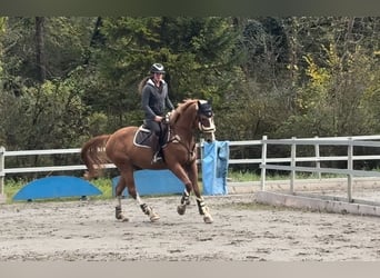 Sang-chaud tchèque, Hongre, 5 Ans, 168 cm, Alezan