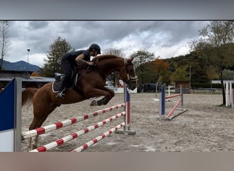 Sang-chaud tchèque, Hongre, 5 Ans, 168 cm, Alezan