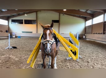 Sang-chaud tchèque, Hongre, 5 Ans, 168 cm, Alezan