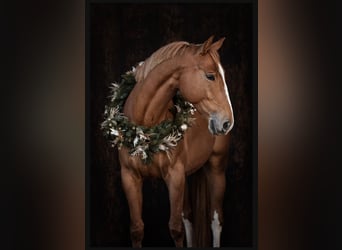 Sang-chaud tchèque, Hongre, 5 Ans, 168 cm, Alezan