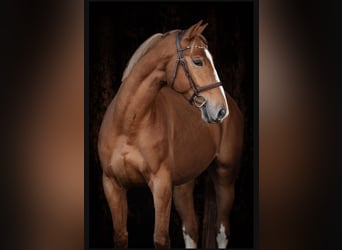 Sang-chaud tchèque, Hongre, 5 Ans, 168 cm, Alezan