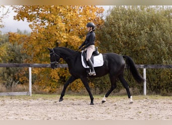 Sang-chaud tchèque, Hongre, 5 Ans, 168 cm, Noir