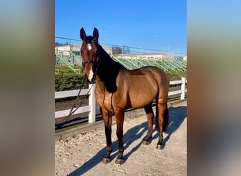 Sang-chaud tchèque, Hongre, 5 Ans, 170 cm, Bai