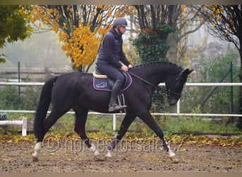 Sang-chaud tchèque, Hongre, 5 Ans, 172 cm, Bai brun foncé