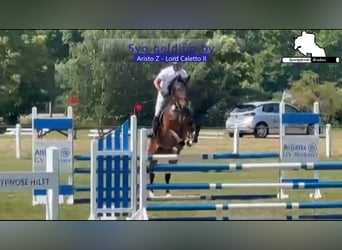 Sang-chaud tchèque, Hongre, 5 Ans, 173 cm, Bai brun