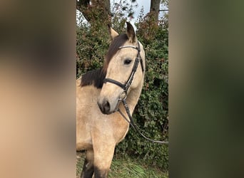 Sang-chaud tchèque, Hongre, 6 Ans, 153 cm, Isabelle