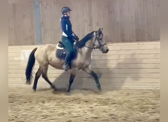 Sang-chaud tchèque, Hongre, 6 Ans, 153 cm, Isabelle