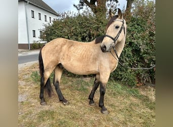 Sang-chaud tchèque, Hongre, 6 Ans, 153 cm, Isabelle