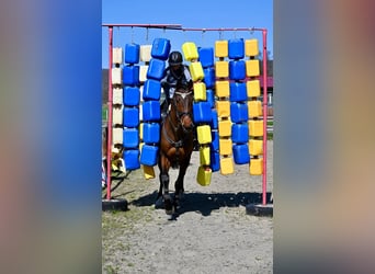 Sang-chaud tchèque, Hongre, 7 Ans, 170 cm, Bai