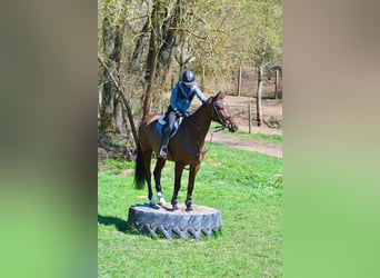 Sang-chaud tchèque, Hongre, 7 Ans, 170 cm, Bai