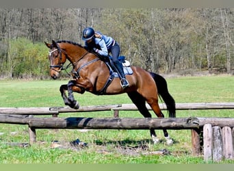 Sang-chaud tchèque, Hongre, 7 Ans, 170 cm, Bai