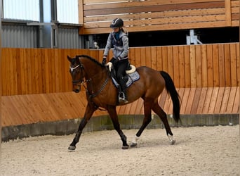 Sang-chaud tchèque, Hongre, 7 Ans, 170 cm, Bai