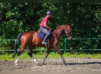 Sang-chaud tchèque, Hongre, 7 Ans, 173 cm, Alezan brûlé