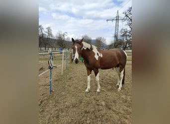 Sang-chaud tchèque, Hongre, 8 Ans, 154 cm, Pinto