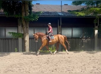 Sang-chaud tchèque, Hongre, 8 Ans, 180 cm, Alezan