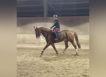 Sang-chaud tchèque, Hongre, 8 Ans, 180 cm, Alezan